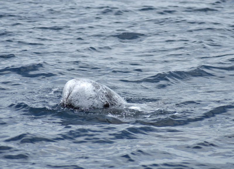 risso's-dolphins-stefano-bellomo-risso-italia