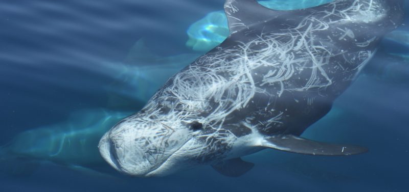 risso's-dolphins-stefano-bellomo-risso-ocean