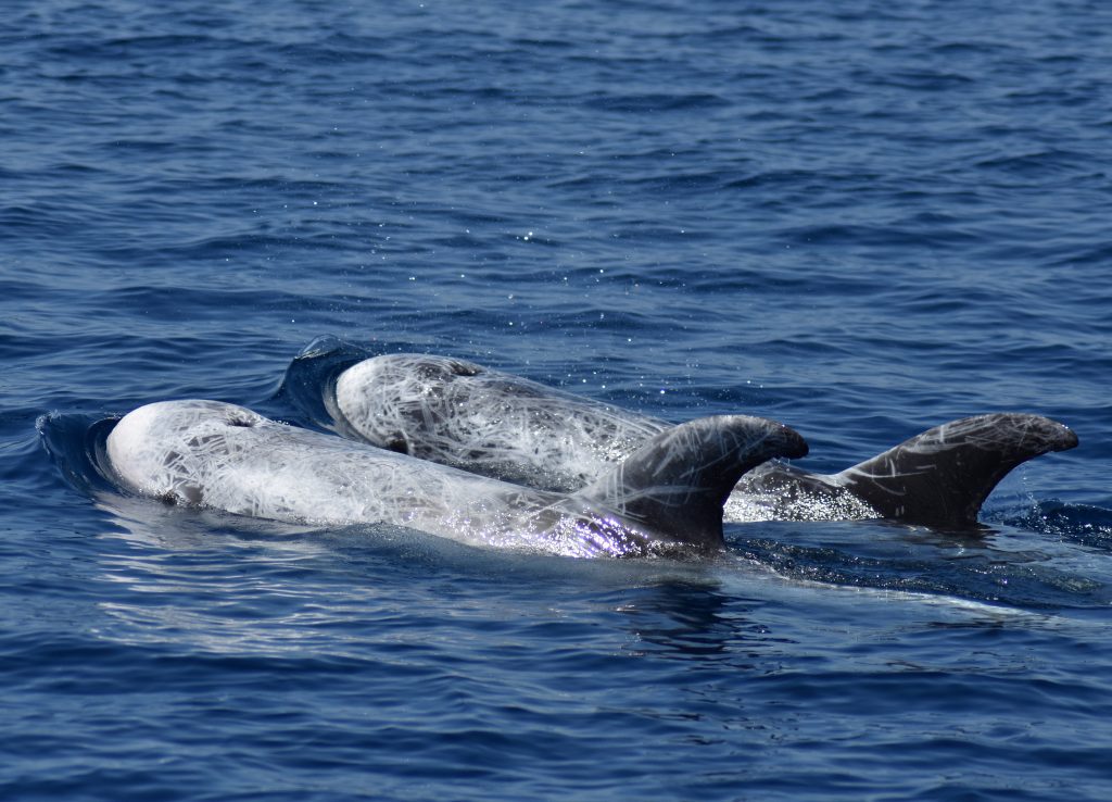 risso's-dolphins-stefano-bellomo-risso-pod