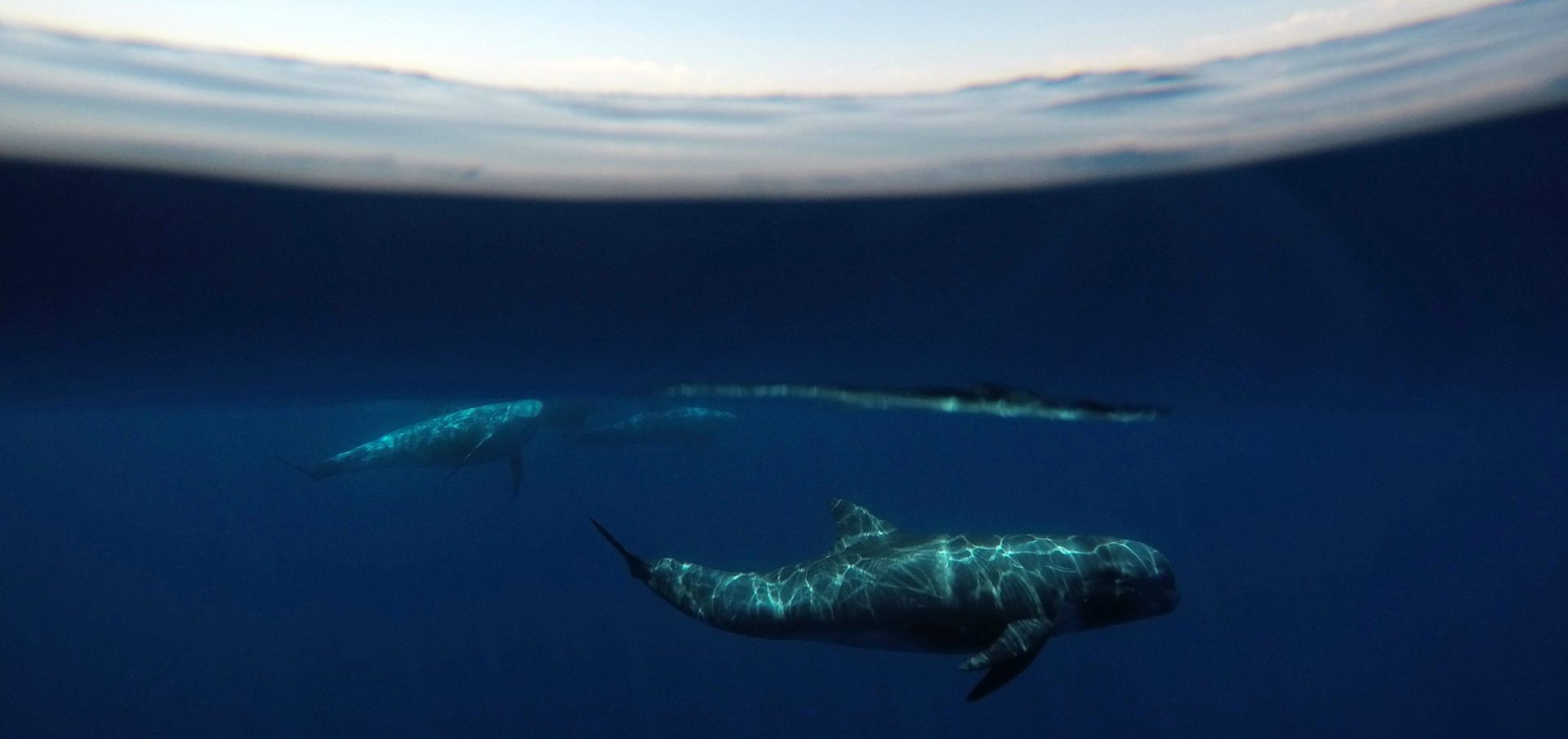 risso's-dolphins-stefano-bellomo-risso-underwater-photography