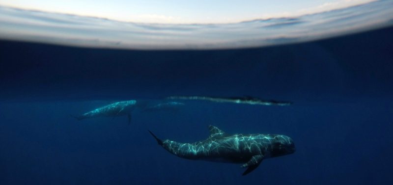 risso's-dolphins-stefano-bellomo-risso-underwater-photography