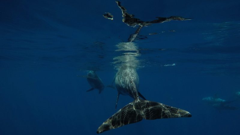 risso's-dolphins-stefano-bellomo-risso-italia