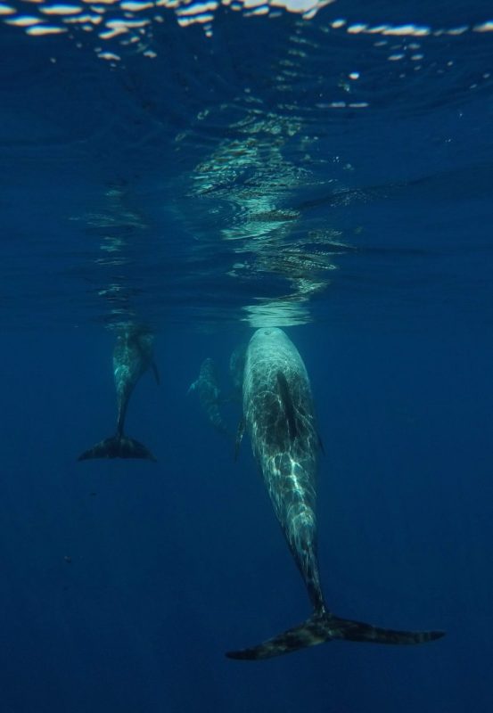 risso's-dolphins-stefano-bellomo-risso-fluke