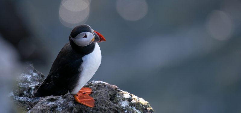 whale-watching-research-Húsavík-iceland-puffin