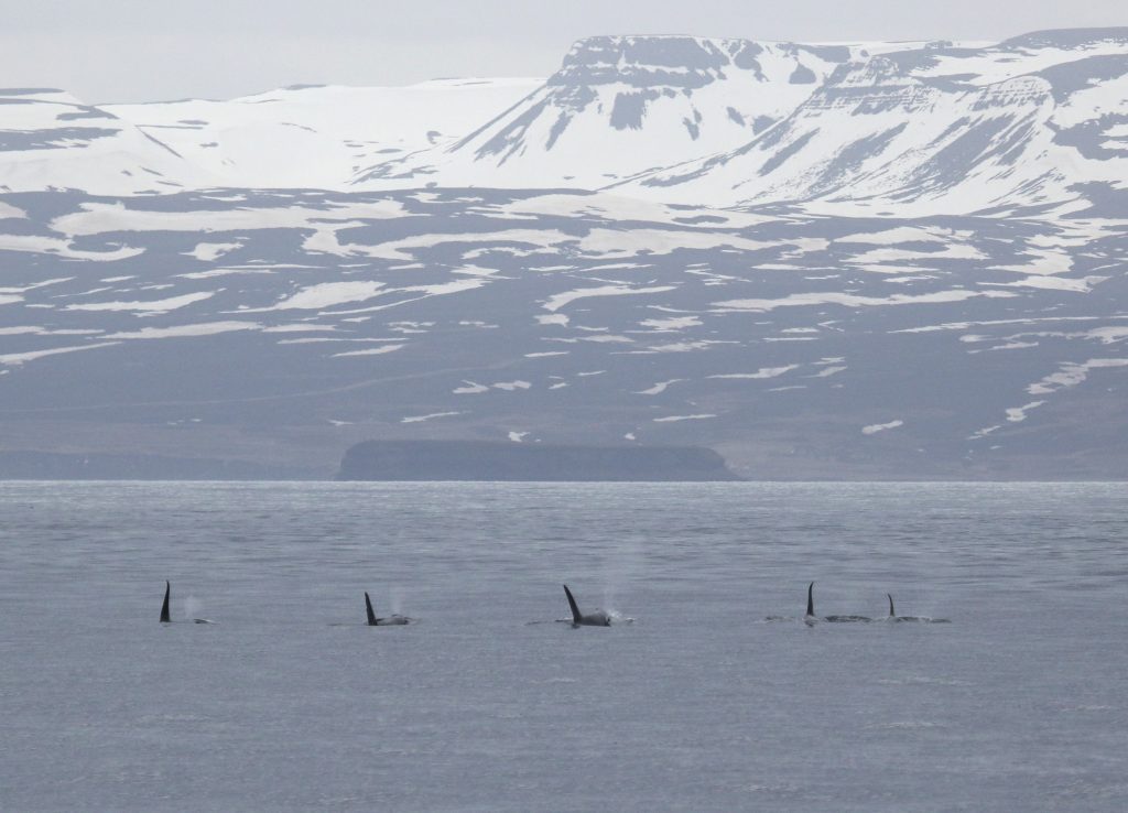 whale-watching-research-Húsavík-iceland-landscape-photography-whales