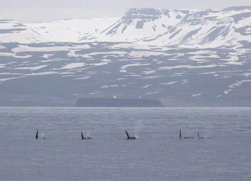 whale-watching-research-Húsavík-iceland-landscape-photography-whales