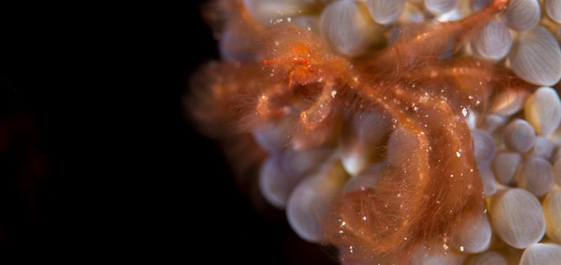 World-Beneath-Richard-Smith-marine-biologist