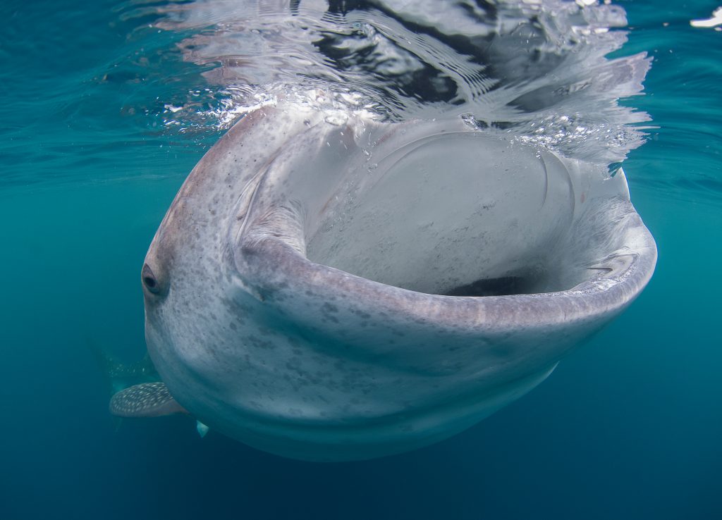 World-Beneath-Richard-Smith-marine-biologist-whale-shark