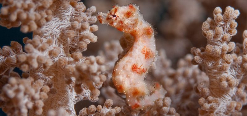 World-Beneath-Richard-Smith-marine-biologist-seahorse