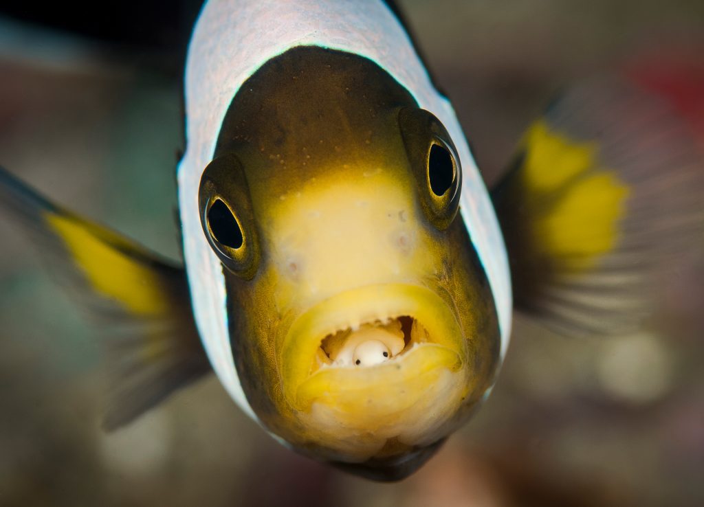 World-Beneath-Richard-Smith-marine-biologist-fish-macro