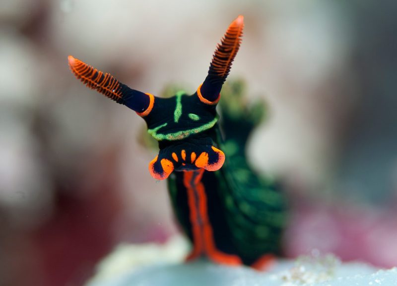 World-Beneath-Richard-Smith-marine-biologist-sea-snail