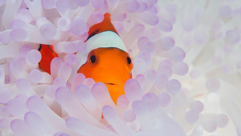 World-Beneath-Richard-Smith-marine-biologist