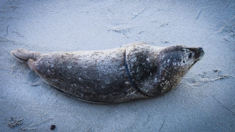 G20-marine-plastic-deal-seal