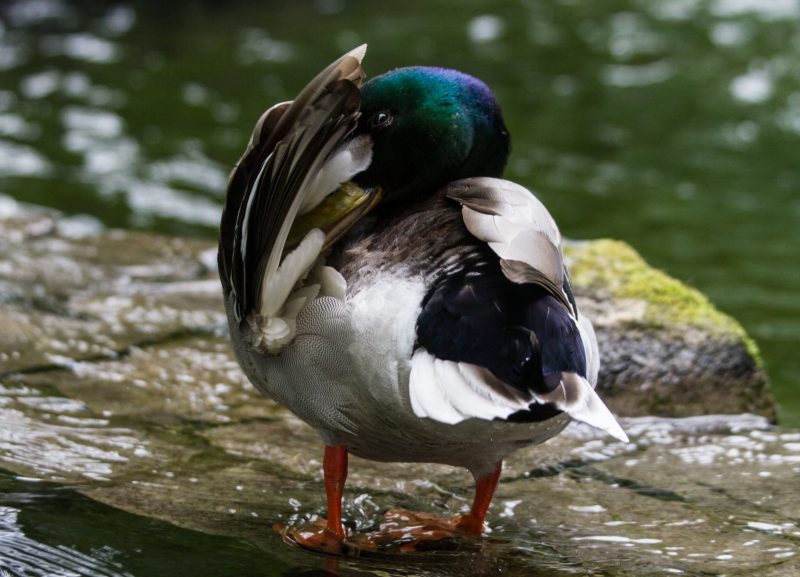 Lizzie carr plastic patrol paddleboarding duck hackney