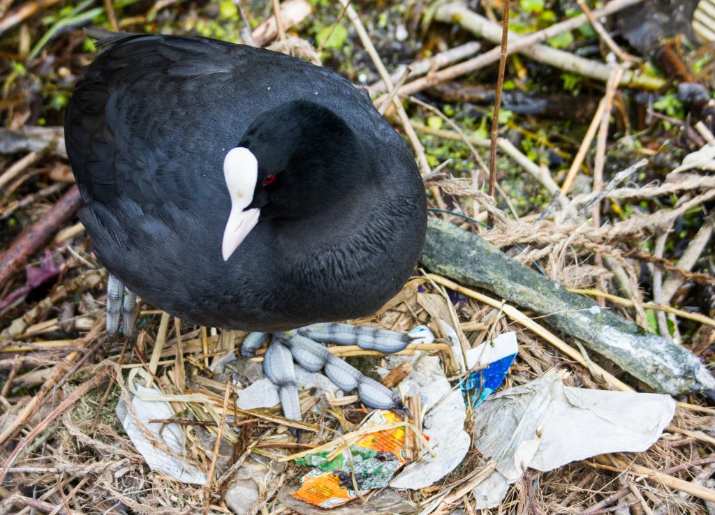 Lizzie carr plastic patrol paddleboarding coot nest