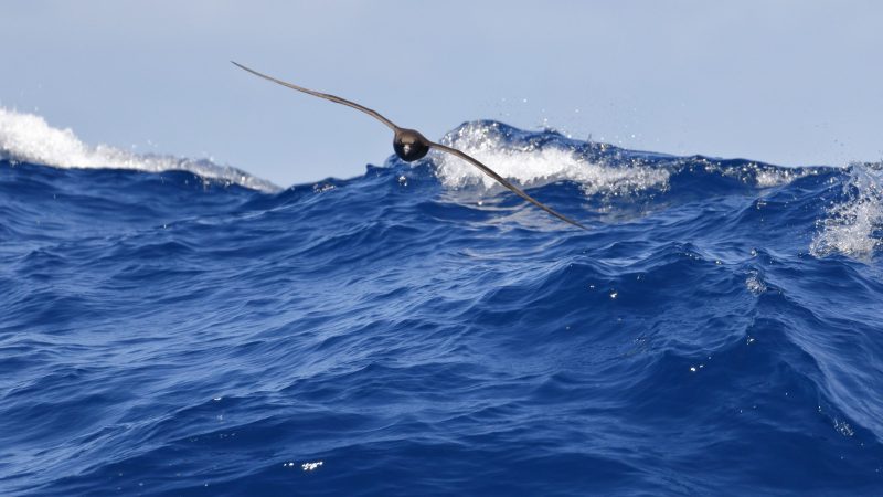 Flesh-footed-Shearwater-Australia-Ed-Dunens-Flickr-plastic-blood-chemistry