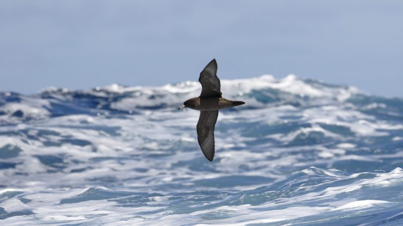 Flesh-footed-Shearwater-Australia-Ed-Dunens-Flickr-plastic-blood-chemistry