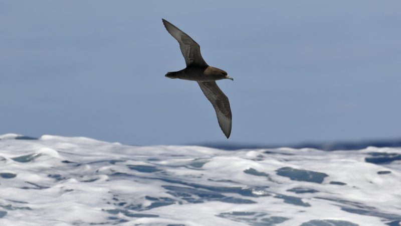 plastic-blood-chemistry-Flesh-footed-Shearwater-Australia-Ed-Dunens-Flickr-1