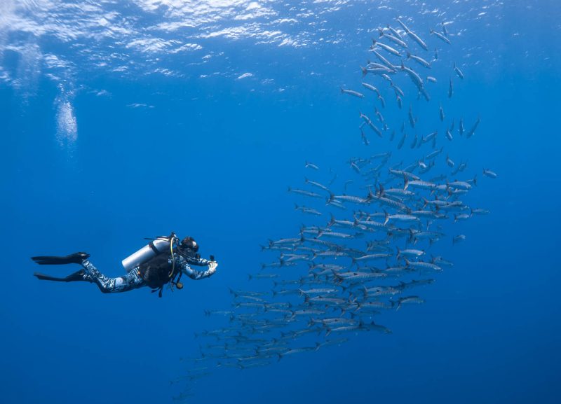 Palau-James-glancy-Barracuda