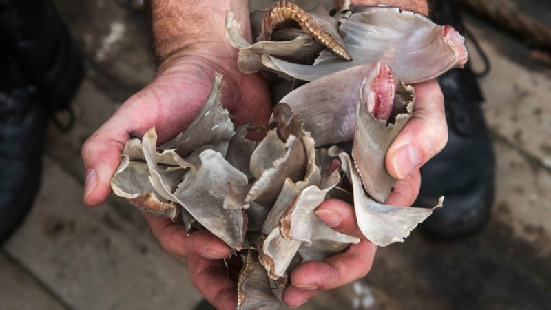 shark-fin-export-uk-waters-finning-greenpeace