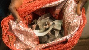 shark-fin-export-uk-waters-finning-greenpeace