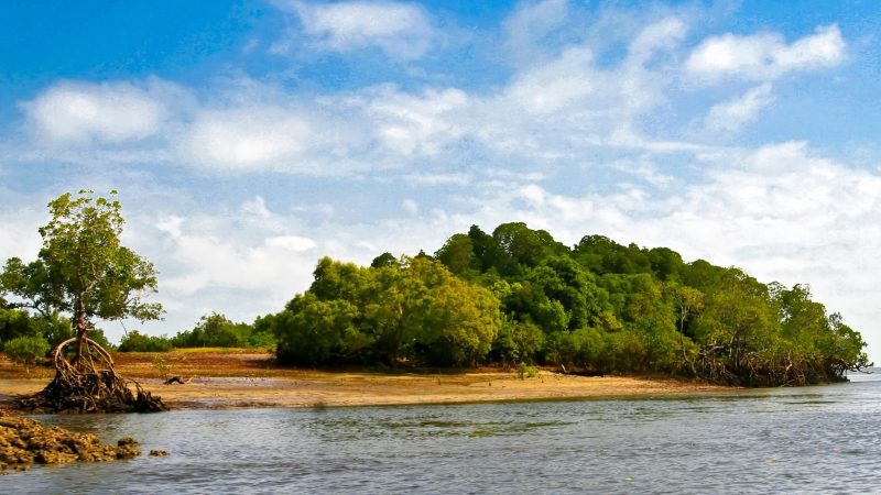 mangrove-conservation-kenya-carbon-credit-trade-UN