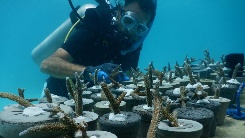 jason-decairnes-taylor-underwater-art-museum-MOUA-great-barrier-reef-coral