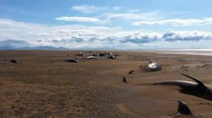 pilot-whales-beached-stranded-iceland