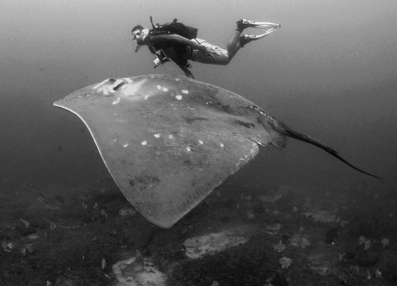 smalleye-stingray-marine-megafauna-foundation