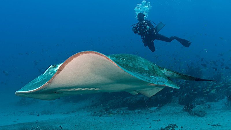 smalleye-stingray-marine-megafauna-foundation