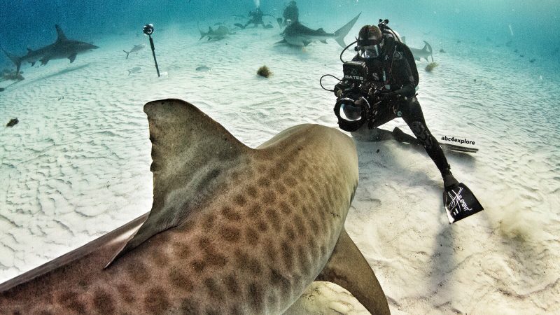 Andy-Casagrande-shark-week-sharks-conservation