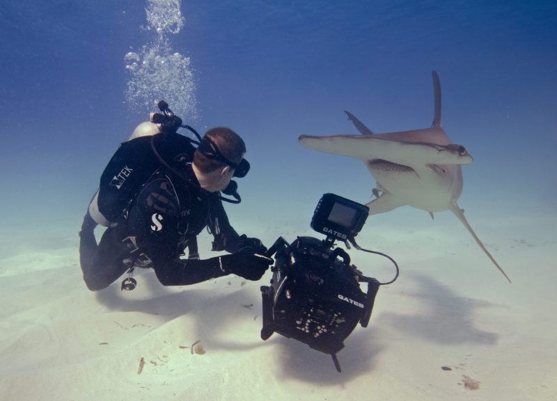 Andy-Casagrande-shark-week-sharks-conservation-hammerhead