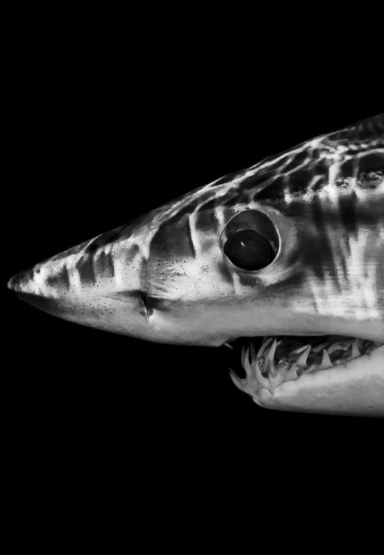 Mako sharks, New Zealand, Shawn Heinrichs, CITES