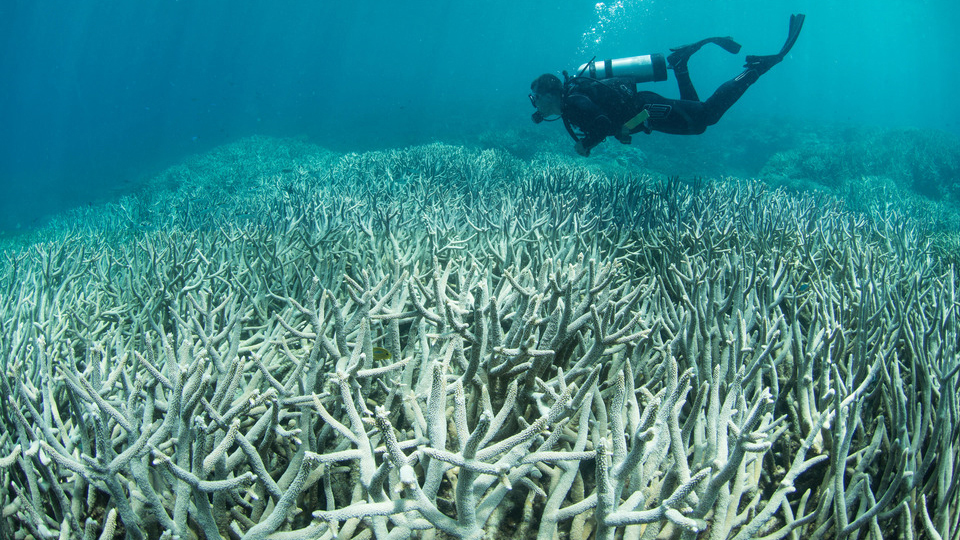 great-barrier-reef-coral-bleaching