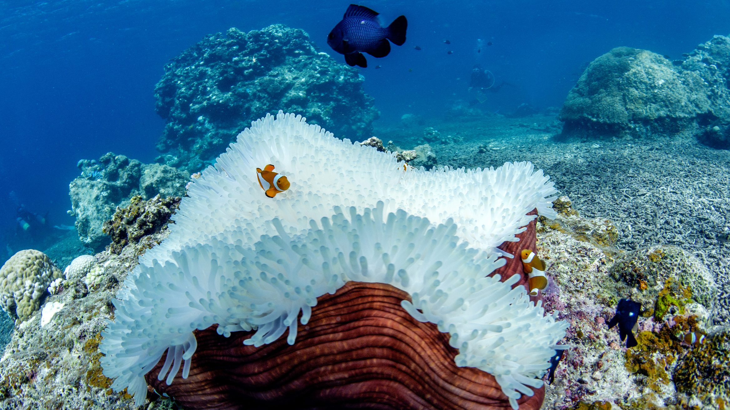 great-barrier-reef-coral-bleaching
