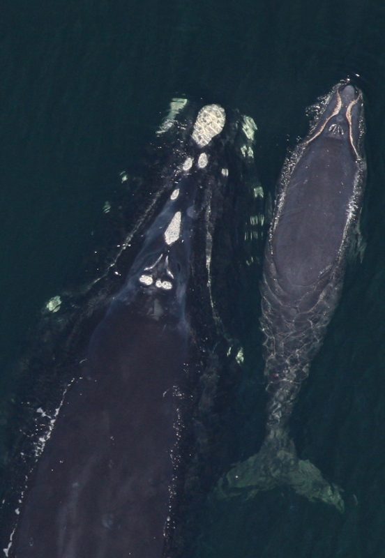 canada-protective-measures-North-Atlantic-right-whales