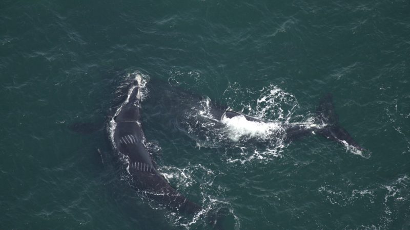 canada-protective-measures-North-Atlantic-right-whales