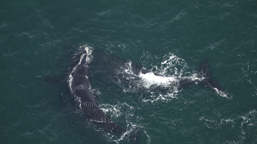 canada-protective-measures-North-Atlantic-right-whales
