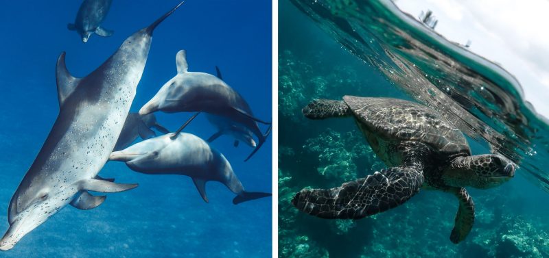 Taylor-henley-underwater-photographer-turtle-dolphin