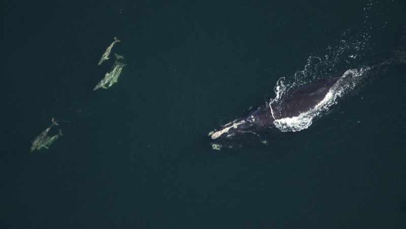 canada-protective-measures-North-Atlantic-right-whales