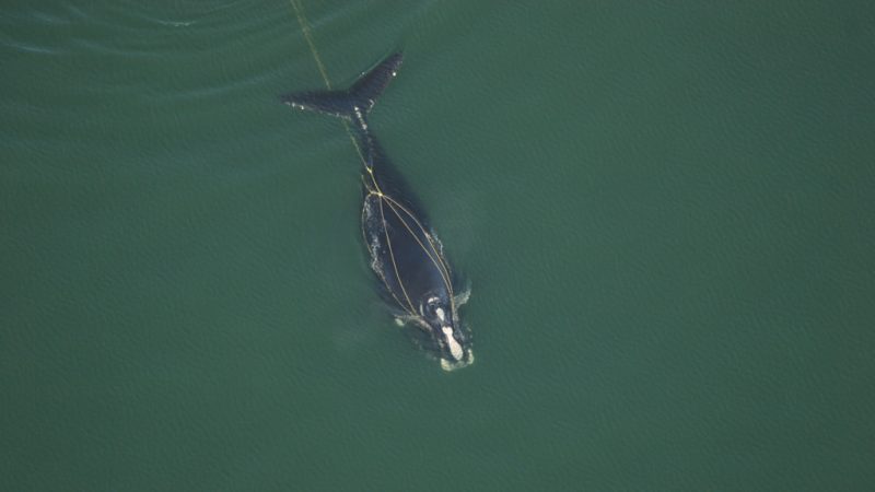 canada-protective-measures-North-Atlantic-right-whales