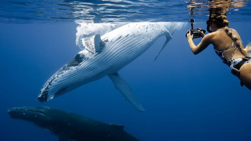 Taylor-henley-underwater-photographer-whales
