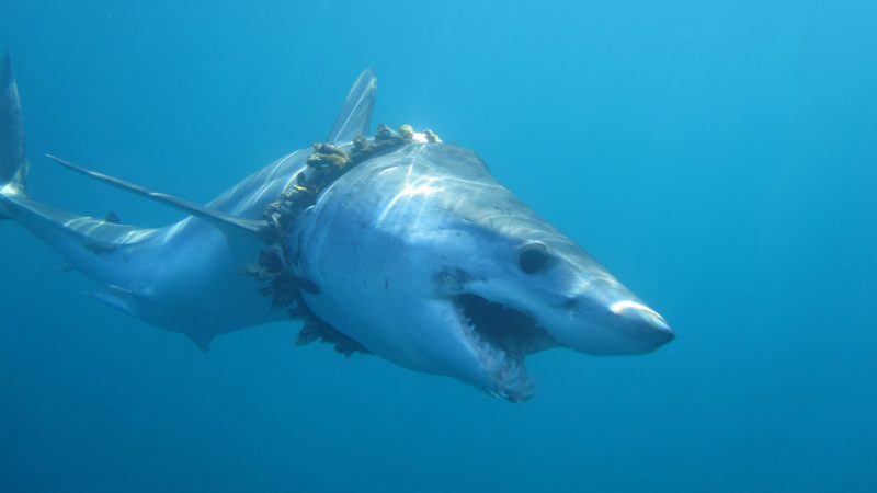 sharks-and-rays-entangled-in-plastic-marine-debris-exeter-univeristy