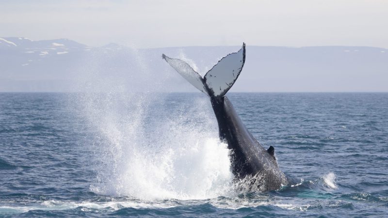 whale-watching-research-Húsavík-iceland-humpback-whales