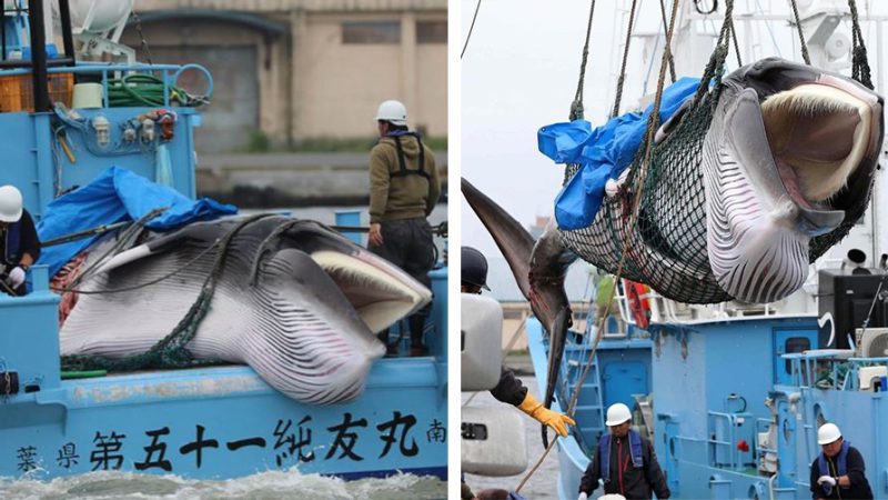 japan commercial whaling