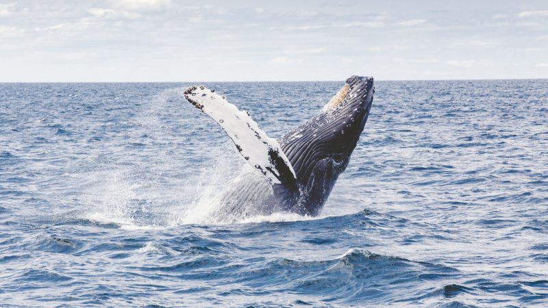 japan-commercial-whaling