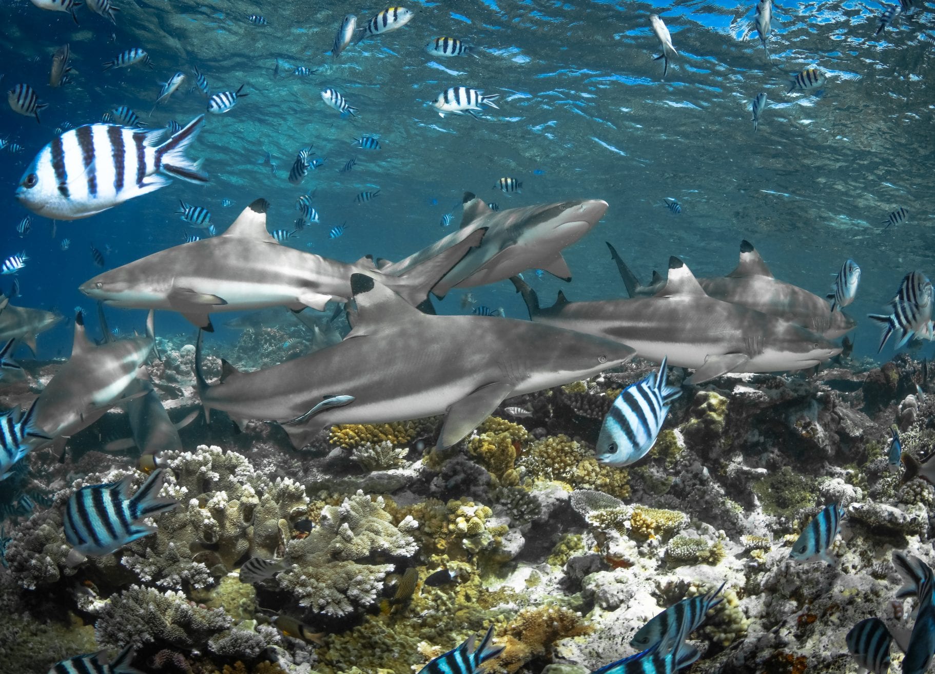 tre packard pangea seed sea walls ocean activism conservation artivism reef sharks