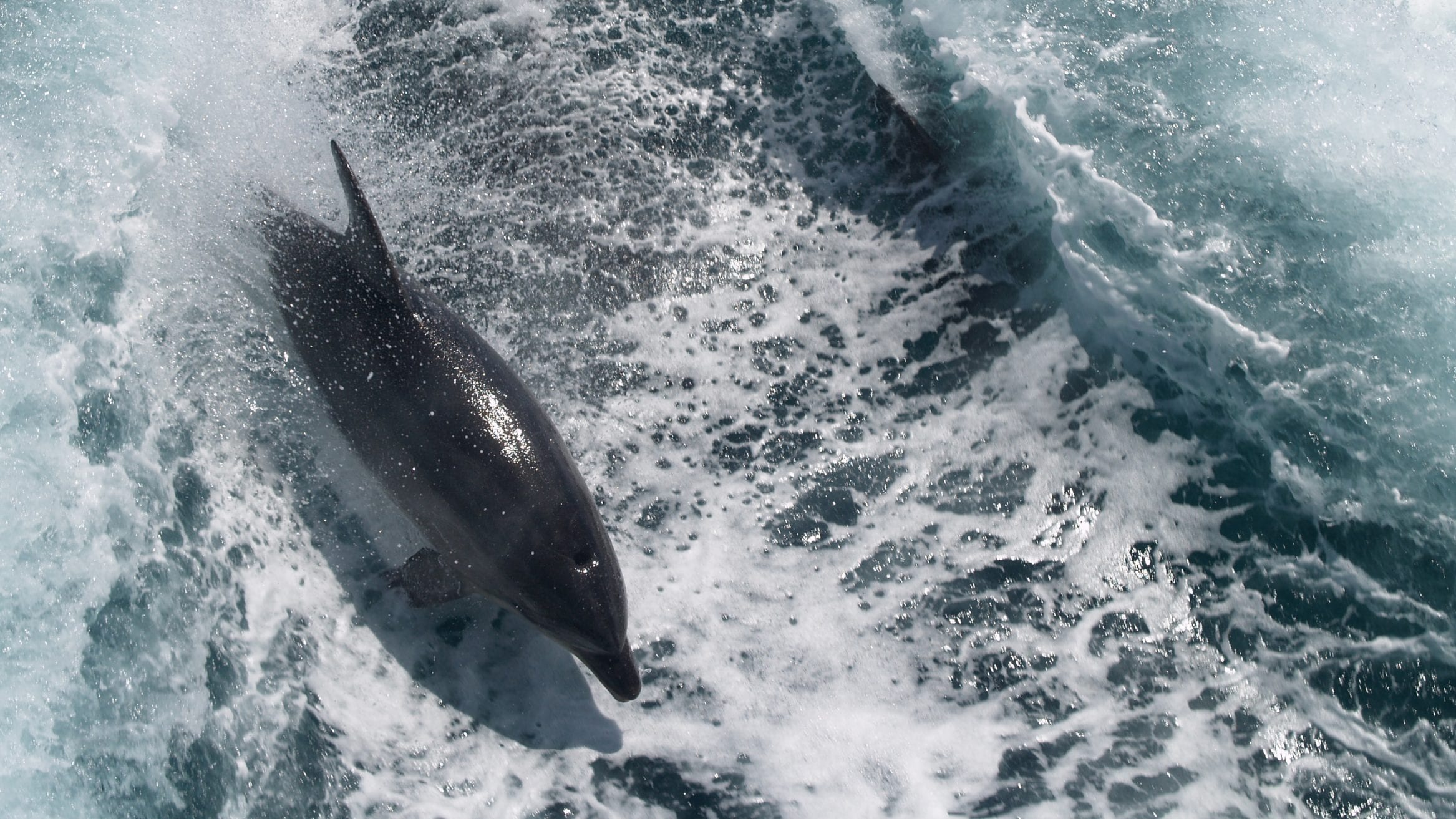 bay of islands bottlenose dolphins