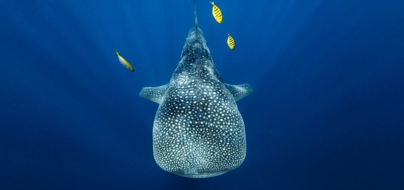anouska freedman ningaloo reef whale shark