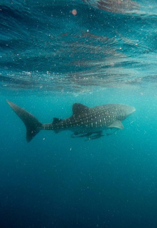 anouska freedman ningaloo reef whale shark jeremy bishop
